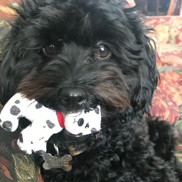 Meet your Posher, Jeanine - Picture 2 of 10